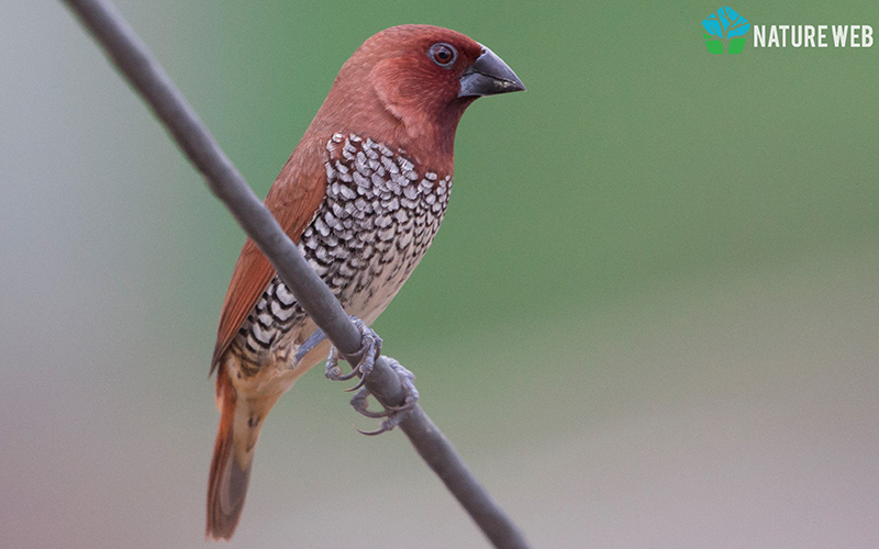 Scaly-breasted Munia